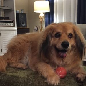 Meet your Posher, Samuel